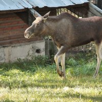 Л16 :: Аркадий Лаптенко