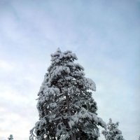 В снегу :: Лариса Корженевская