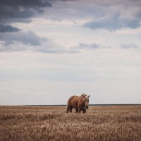 Далеко...далеко....ускакала в поле молодая лошадь... :: Алена Ковалева