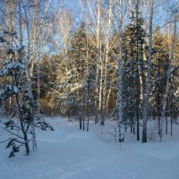 В зимнем лесу. :: Kassen Kussulbaev