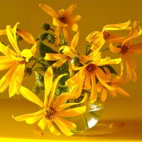 Желтые цветы. :: Larisa Simonenkova