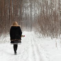Роза на снегу (16) :: Алексей Волков