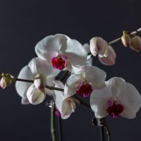 Орхидея Phalaenopsis. :: Евгенией Питомец