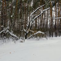В снегу :: Юрий Стародубцев