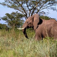 Африканский слон :: Евгений Печенин