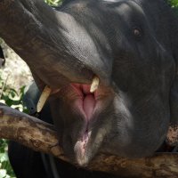 Тайский слон :: Lida Nerobova 