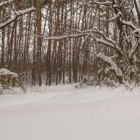 По лесной дорожке.. :: Юрий Стародубцев