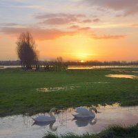 Swans in the morning. :: Johny Hemelsoen 