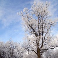 Зимнее дерево :: Константин Филякин