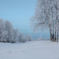 Северодвинск. Зимние берёзы :: Владимир Шибинский