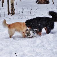 Двое на одного -- нечестно! :: Светлана Лысенко