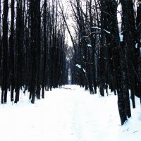 Прогулка в лесу :: Денис Гладких