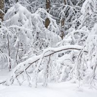 Сказка зимнего леса :: Татьяна Петранова