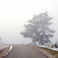Туман :: Андрей Кучерявенко
