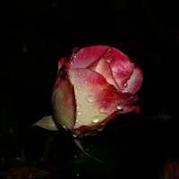 Роза в слезах :: BEk-AS 62