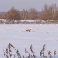 случайная встреча :: Татьяна Исаева-Каштанова