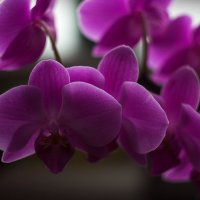 Орхидея фаленопсис Золушка :: Ирина Приходько