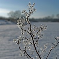 Цветок зимы. :: Николай Масляев