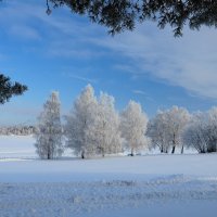 Белое покрывало зимы :: Андрей Куприянов