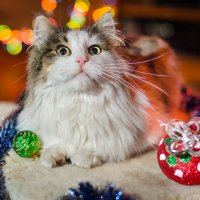 Кот на Новый год :: Владимир Кравченко