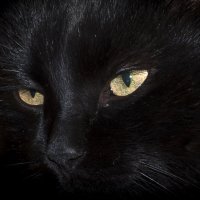 Черный кот. :: владимир 