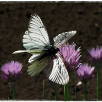 Butterflies In Love :: muh5257 