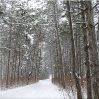 Зимние мотивы...4 :: Тамара (st.tamara)