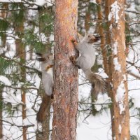 пара :: Олег Петрушов