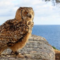 Malta/owl :: Юлия 