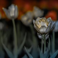 Вечерние цветы :: Андрей Баськов