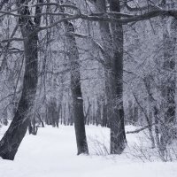 прогулка в зимнем лесу... :: Александр Остроухов