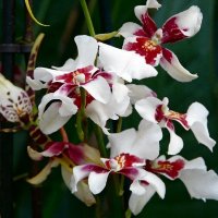 Орхидея Odontoglossum :: Наталья (Nata-Cygan) Цыганова