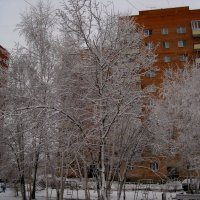 Березки зимой :: Елена Семигина