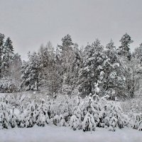 Снег. :: Валера39 Василевский.