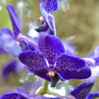 Орхидеи :: Татьяна Маркова (tvm00/Татьяна)