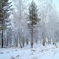 Сибирская зима :: alemigun 