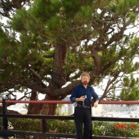 Развесистое дерево на Голливудском холме. :: Владимир Смольников