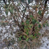 Вечнозелёный кустик среди зимы :: Нина Корешкова