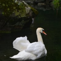Swan :: Юлия Красноперова