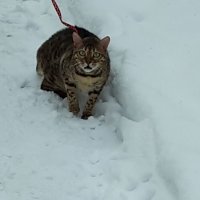 кошка :: Наталья Чернова