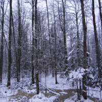 Зимний лес. :: Антонина Гугаева