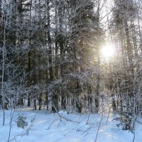 В поисках зимы :: Нина Сигаева