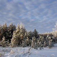 Зимний лес :: Вера Саитхужина