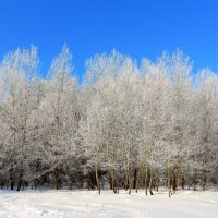 мороз и солнце :: Владимир Суязов