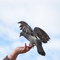 Не в руках и не в небе :: Алексей Шаповалов Стерх