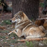 Серый волк :: Александр Сашин