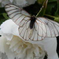 Бабочка. :: Королева Надежда 
