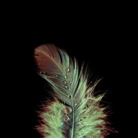 beauty of feather :: Татьяна 