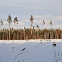 Подмосковный лес :: Андрей Куприянов