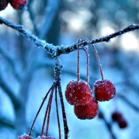 Зимняя ягода :: Евгений Агудов